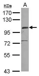 Anti-EGFLAM antibody [C2C3], C-term used in Western Blot (WB). GTX117855
