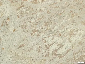 Anti-LRG1 antibody used in IHC (Paraffin sections) (IHC-P). GTX117875