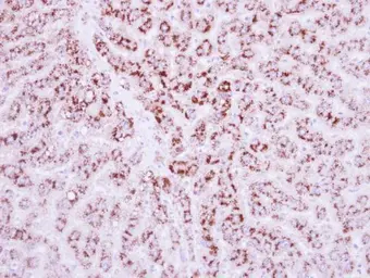 Anti-LRG1 antibody used in IHC (Paraffin sections) (IHC-P). GTX117875