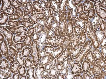 Anti-CHRDL1 antibody used in IHC (Paraffin sections) (IHC-P). GTX117884