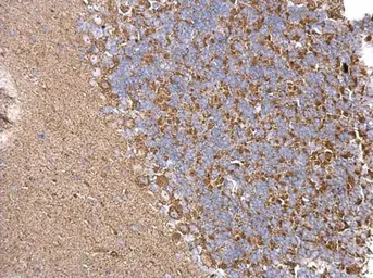 Anti-CHRDL1 antibody used in IHC (Paraffin sections) (IHC-P). GTX117884