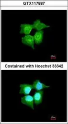 Anti-C9orf86 antibody [N1N3] used in Immunocytochemistry/ Immunofluorescence (ICC/IF). GTX117887