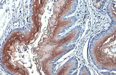 Anti-PJA2 antibody used in IHC (Paraffin sections) (IHC-P). GTX117890