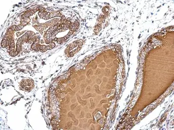 Anti-PJA2 antibody used in IHC (Paraffin sections) (IHC-P). GTX117890