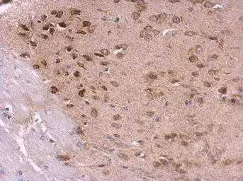 Anti-RPL8 antibody used in IHC (Paraffin sections) (IHC-P). GTX117934