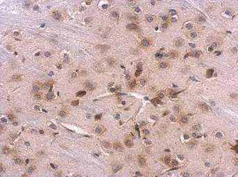 Anti-RPL8 antibody used in IHC (Paraffin sections) (IHC-P). GTX117934