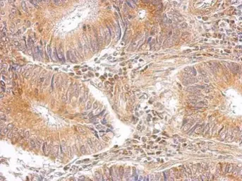 Anti-RPL8 antibody used in IHC (Paraffin sections) (IHC-P). GTX117934