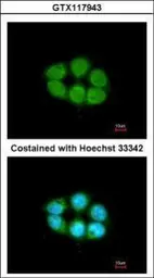 Anti-SLC4A1AP antibody used in Immunocytochemistry/ Immunofluorescence (ICC/IF). GTX117943
