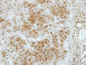 Anti-SLC4A1AP antibody used in IHC (Paraffin sections) (IHC-P). GTX117943