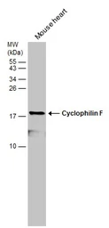 Anti-Cyclophilin F antibody [N1C3] used in Western Blot (WB). GTX117951