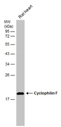 Anti-Cyclophilin F antibody [N1C3] used in Western Blot (WB). GTX117951