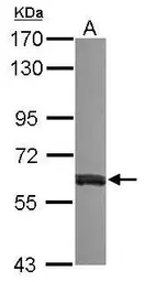 Anti-VAM1 antibody [N3C3] used in Western Blot (WB). GTX117969