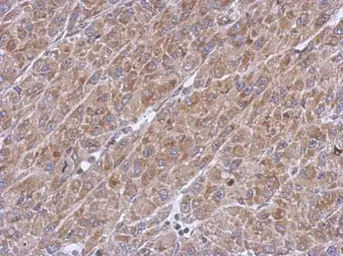 Anti-ASB8 antibody used in IHC (Paraffin sections) (IHC-P). GTX117973