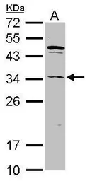 Anti-ASB8 antibody used in Western Blot (WB). GTX117973
