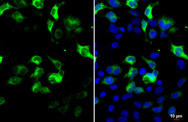 Anti-V5 tag antibody used in Immunocytochemistry/ Immunofluorescence (ICC/IF). GTX117997