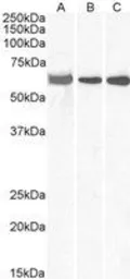 Anti-ELF1 antibody, C-term used in Western Blot (WB). GTX11801