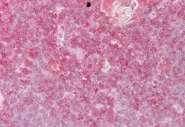 Anti-ELF1 antibody, C-term used in IHC (Paraffin sections) (IHC-P). GTX11801