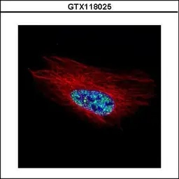 Anti-Homeobox C10 antibody used in Immunocytochemistry/ Immunofluorescence (ICC/IF). GTX118025