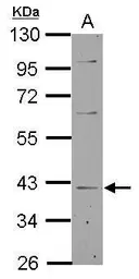 Anti-LANCL1 antibody used in Western Blot (WB). GTX118029