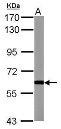 Anti-GDF10 antibody [N3C3] used in Western Blot (WB). GTX118039