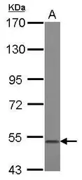 Anti-GDF10 antibody [N3C3] used in Western Blot (WB). GTX118039