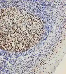 Anti-BOB1 antibody used in IHC (Paraffin sections) (IHC-P). GTX11807