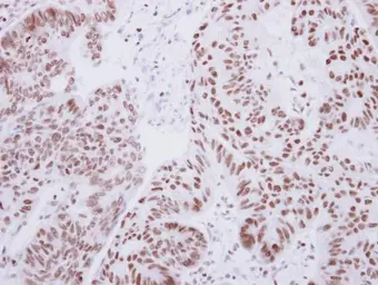 Anti-Lhx4 antibody used in IHC (Paraffin sections) (IHC-P). GTX118105