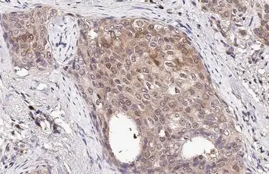 Anti-ICAM2 antibody [N1C3] used in IHC (Paraffin sections) (IHC-P). GTX118110