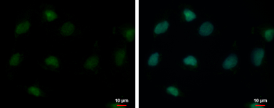 Anti-USP26 antibody [C2C3], C-term used in Immunocytochemistry/ Immunofluorescence (ICC/IF). GTX118119