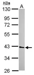 Anti-UFD1L antibody used in Western Blot (WB). GTX118138
