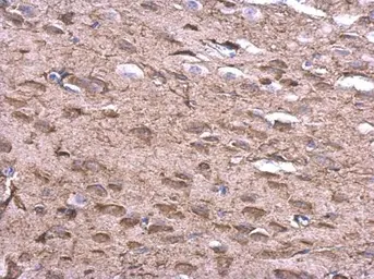 Anti-KLHL25 antibody [C1C3] used in IHC (Paraffin sections) (IHC-P). GTX118140