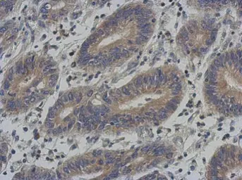 Anti-KLHL25 antibody [C1C3] used in IHC (Paraffin sections) (IHC-P). GTX118140