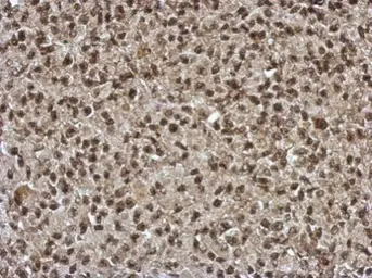 Anti-SLU7 antibody used in IHC (Paraffin sections) (IHC-P). GTX118180