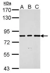 Anti-SLU7 antibody used in Western Blot (WB). GTX118180
