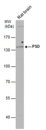 Anti-PSD antibody [C1C3] used in Western Blot (WB). GTX118290