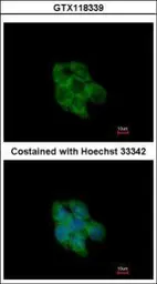Anti-TXNL2 antibody [N2C3] used in Immunocytochemistry/ Immunofluorescence (ICC/IF). GTX118339