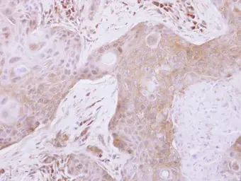 Anti-TXNL2 antibody [N2C3] used in IHC (Paraffin sections) (IHC-P). GTX118339