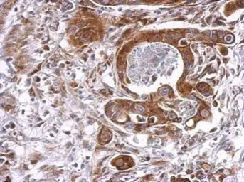 Anti-Cyclophilin B antibody used in IHC (Paraffin sections) (IHC-P). GTX118372
