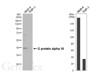 Anti-G protein alpha 16 antibody used in Western Blot (WB). GTX118385