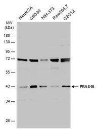 Anti-PRAS40 antibody used in Western Blot (WB). GTX118391
