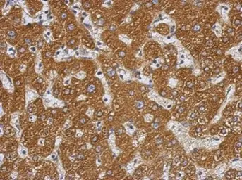 Anti-PRAS40 antibody used in IHC (Paraffin sections) (IHC-P). GTX118391