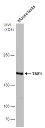 Anti-TMF1 antibody used in Western Blot (WB). GTX118431