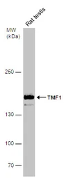 Anti-TMF1 antibody used in Western Blot (WB). GTX118431