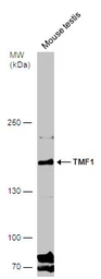 Anti-TMF1 antibody used in Western Blot (WB). GTX118432