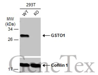 Anti-GSTO1 antibody used in Western Blot (WB). GTX118439