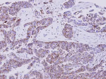Anti-EIF1A antibody used in IHC (Paraffin sections) (IHC-P). GTX118482