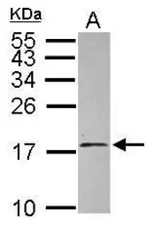 Anti-EIF1A antibody used in Western Blot (WB). GTX118482