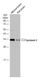 Anti-Syntaxin 3 antibody [N1C2] used in Western Blot (WB). GTX118549