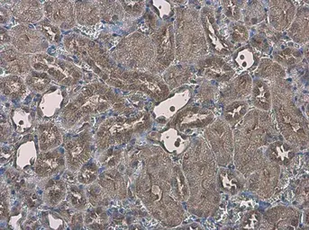 Anti-EFHA1 antibody used in IHC (Paraffin sections) (IHC-P). GTX118555