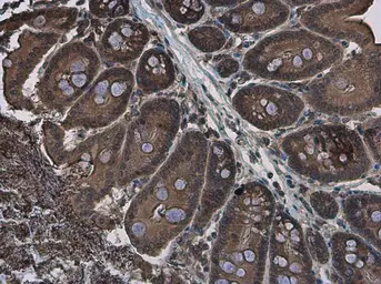 Anti-EFHA1 antibody used in IHC (Paraffin sections) (IHC-P). GTX118555